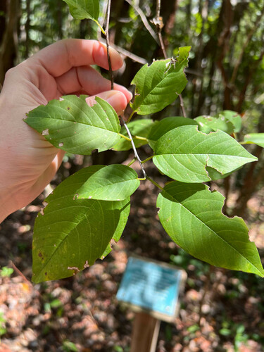 soldierwood (Colubrina elliptica)