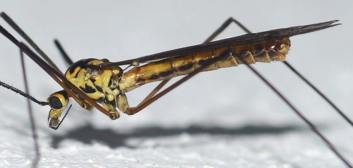 Nephrotoma submaculosa