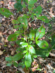 Tanaostigmodes pithecellobiae