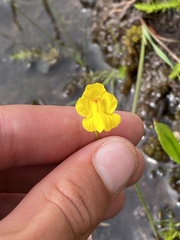 Utricularia striata