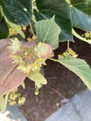 Tilia