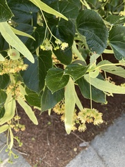 Tilia