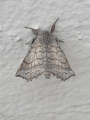 Olceclostera microps
