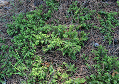 Juniperus communis depressa