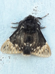 Podalia thanatos