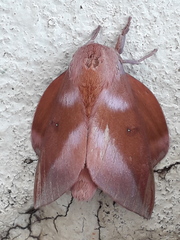 Othorene purpurascens