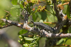 Agapanthia turanica