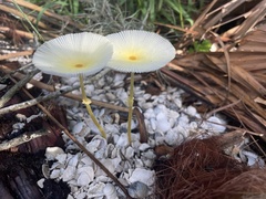 Leucocoprinus fragilissimus image