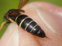 Gymnomerus laevipes