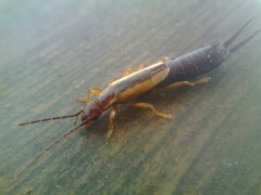 Doru taeniatum