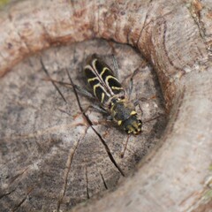 Xylotrechus convergens
