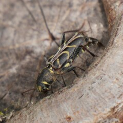 Xylotrechus convergens