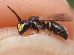 Hylaeus pectoralis