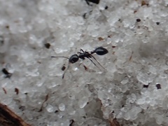 Monomorium viridum