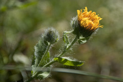 Hieracium villosum
