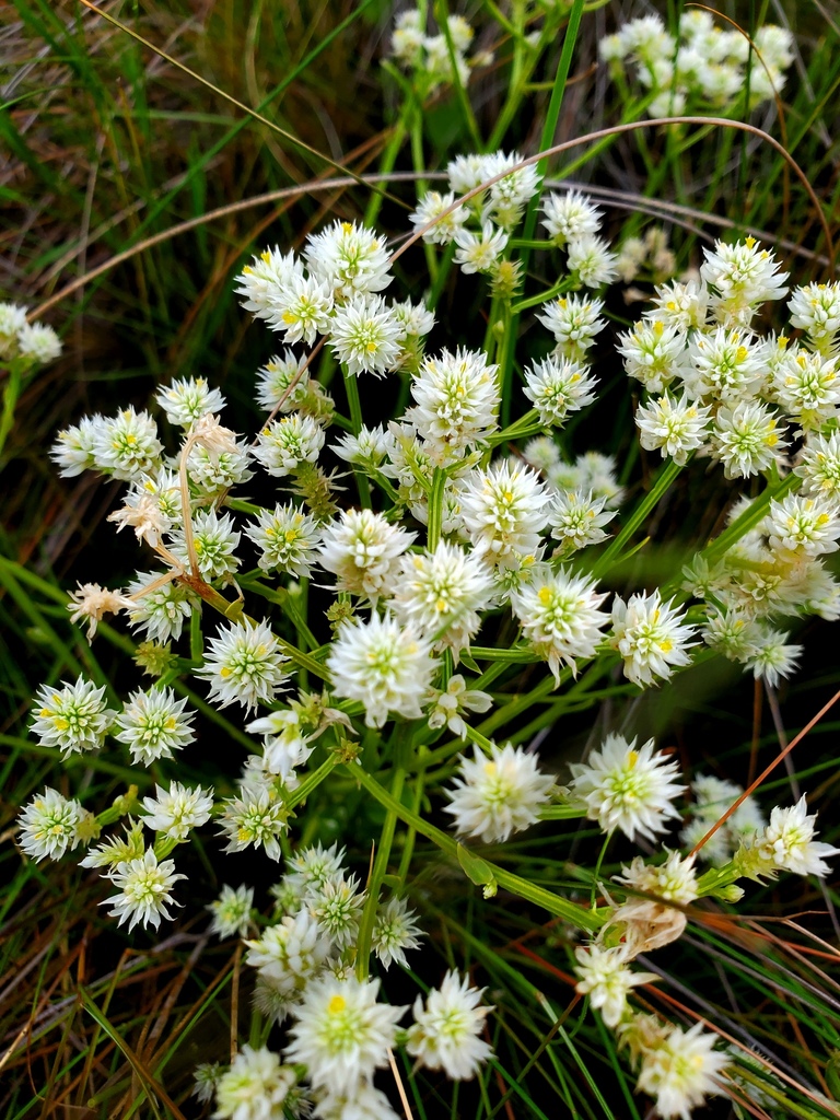 milkworts