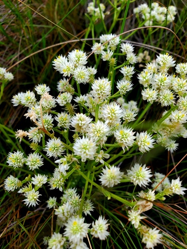 Representative image of Polygalaceae
