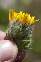 Hieracium villosum