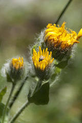 Hieracium villosum