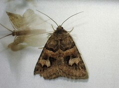 Drasteria adumbrata