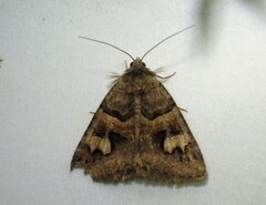 Drasteria adumbrata