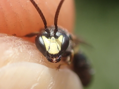 Hylaeus pectoralis