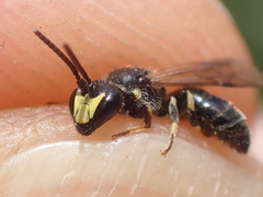 Hylaeus pectoralis
