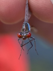 Erythromma viridulum