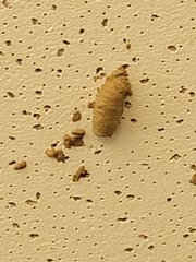 Sceliphron caementarium