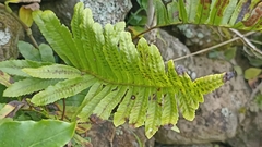 Polypodium macaronesicum azoricum