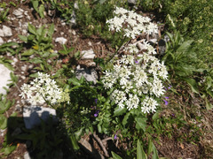 Heracleum austriacum