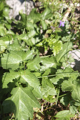 Heracleum austriacum