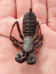 Mastigoproctus giganteus