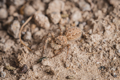 Platycryptus arizonensis