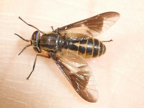 Chrysops indus photo 3