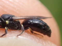 Hylaeus pectoralis