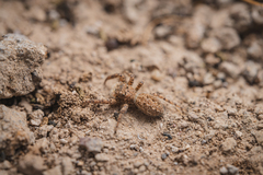 Platycryptus arizonensis
