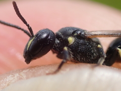 Hylaeus pectoralis