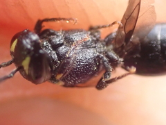 Hylaeus pectoralis