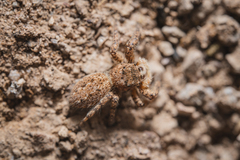 Platycryptus arizonensis