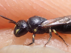 Hylaeus pectoralis
