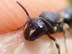 Hylaeus pectoralis