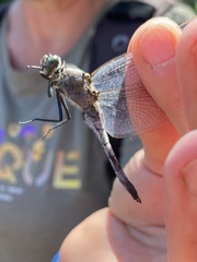 Orthetrum cancellatum