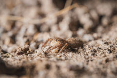 Platycryptus arizonensis