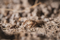 Platycryptus arizonensis