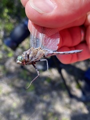 Orthetrum cancellatum