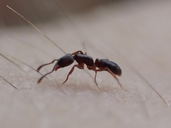 Hypoponera opaciceps