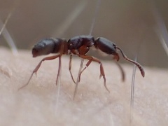 Hypoponera opaciceps