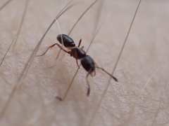 Hypoponera opaciceps