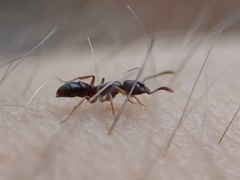 Hypoponera opaciceps